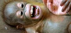A un orangután de corta edad le hacen cosquillas. | Universidad de Portsmouth